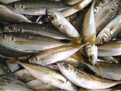 JURELES 02.jpg